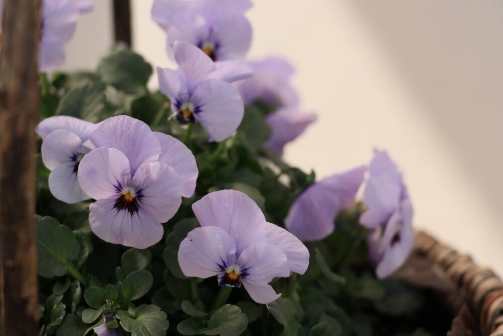 薄紫のビオラの花