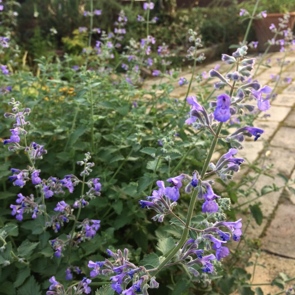 ネペタ シックスヒルズジャイアントの育て方 長期間きれいに花を咲かせるコツ ゆるっとガーデニング