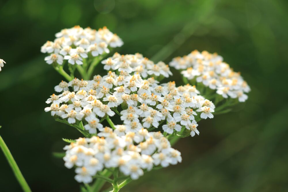 アキレアの白い花