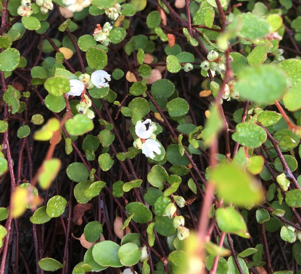 ワイヤープランツは初心者でも育てやすい 生育旺盛なので庭植えは注意が必要 初心者さんにおすすめ 小さな庭でも叶えられる簡単ガーデニングブログ