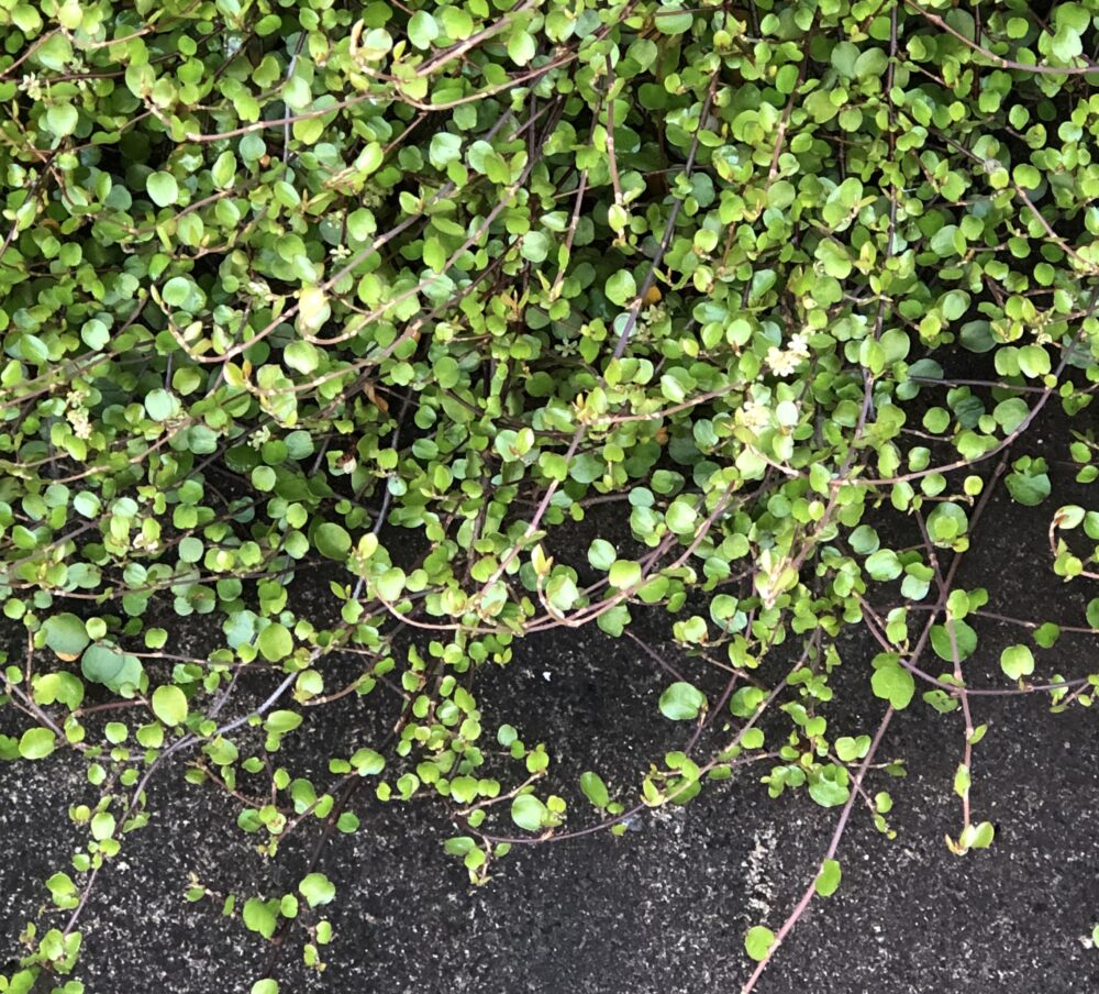 ワイヤープランツは初心者でも育てやすい 生育旺盛なので庭植えは注意が必要 初心者さんにおすすめ 小さな庭でも叶えられる簡単ガーデニングブログ