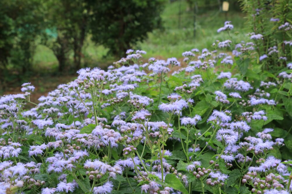 ユーパトリウム・セレスチナム（青色フジバカマ）の花
