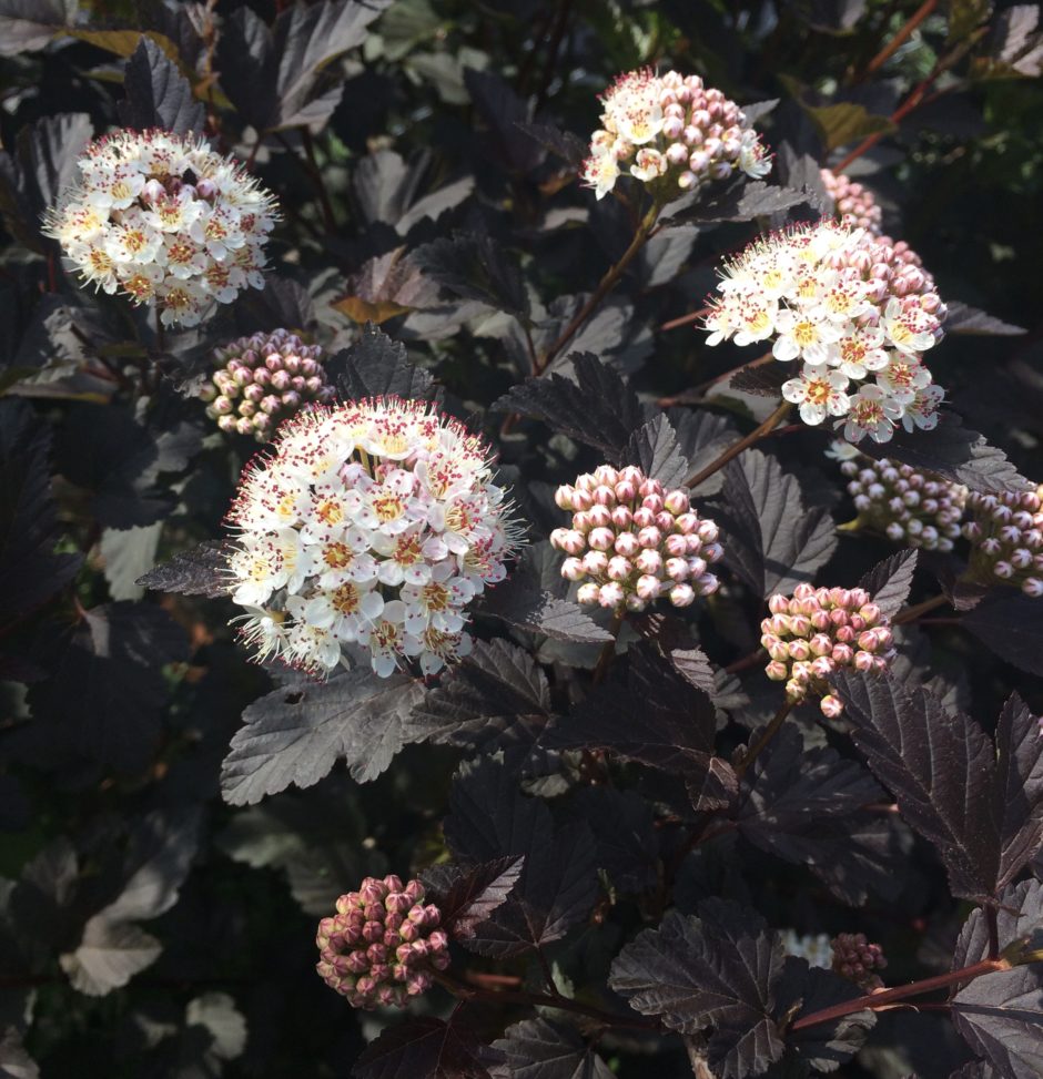 アメリカテマリシモツケ ディアボロの育て方 花が咲かないのはなぜ 落葉低木 初心者さんにおすすめ 小さな庭でも叶えられる簡単ガーデニングブログ