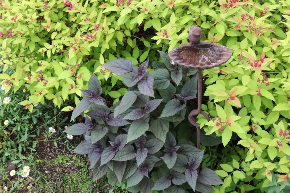 銅葉 ブロンズリーフ の植物おすすめ１４選 多年草 グラス 低木 初心者さんにおすすめ 小さな庭でも叶えられる簡単ガーデニングブログ