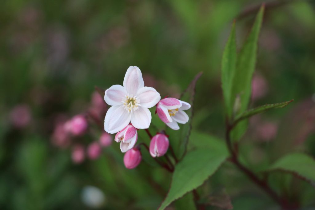 ヒメウツギ・ユキチェリーブロッサムの花と蕾
