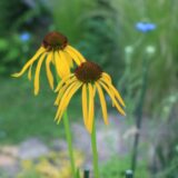 エキナセア・パラドクサの花