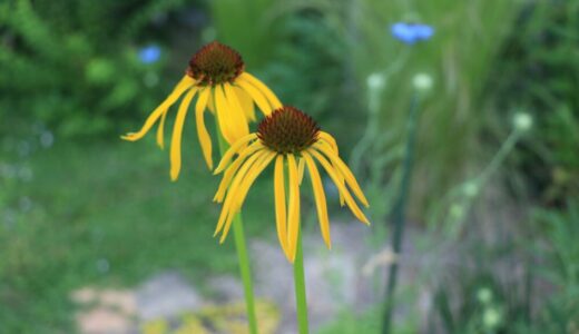 エキナセアの育て方｜初夏から夏にかけて咲く、暑さに強い宿根草