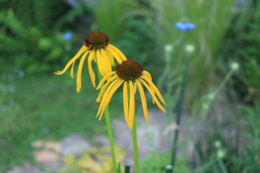 エキナセア・パラドクサの花