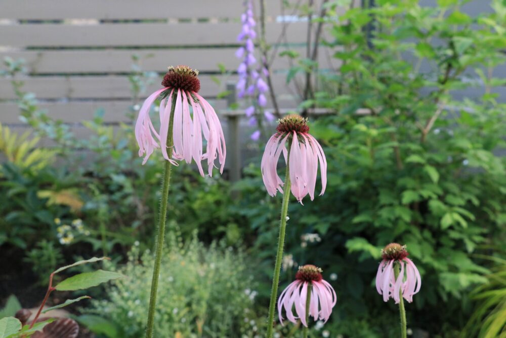 エキナセア・パリダの花