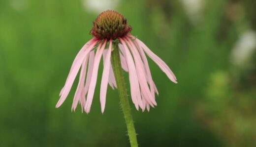 ユーフォルビア ダイアモンドフロストの育て方 花期が長く強健で育てやすい 花がら摘みも不要 初心者さんにおすすめ 小さな庭でも叶えられる簡単ガーデニングブログ