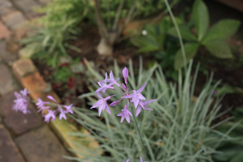 ツルバキアシルバーレースの花