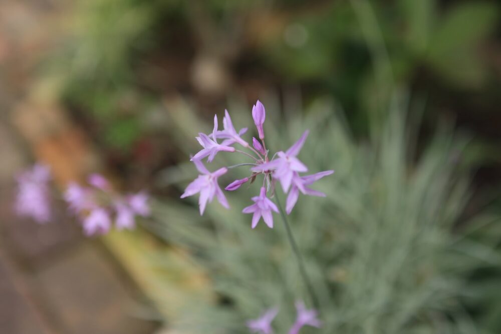 ツルバキアシルバーレースの花