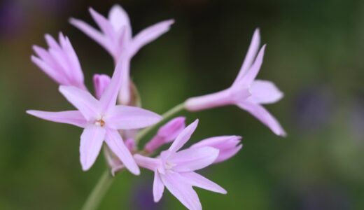 ツルバキア・シルバーレースの特徴や育て方｜花を咲かせるコツは？