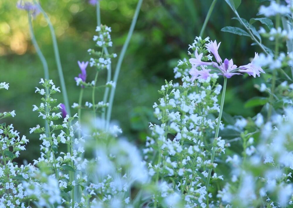 カラミンサとツルバキア