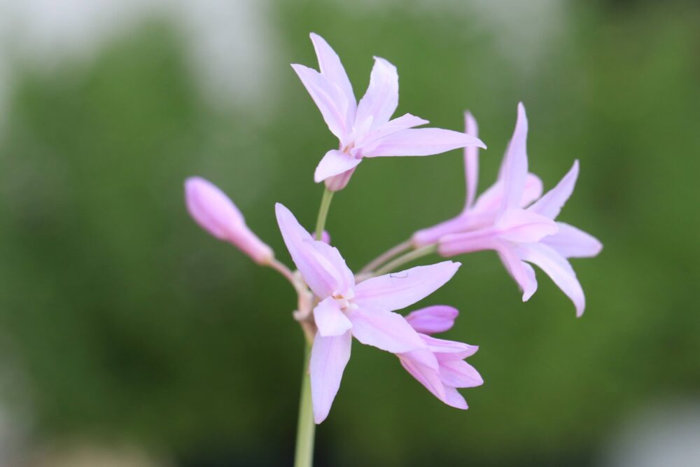 ツルバキア・シルバーレースの花