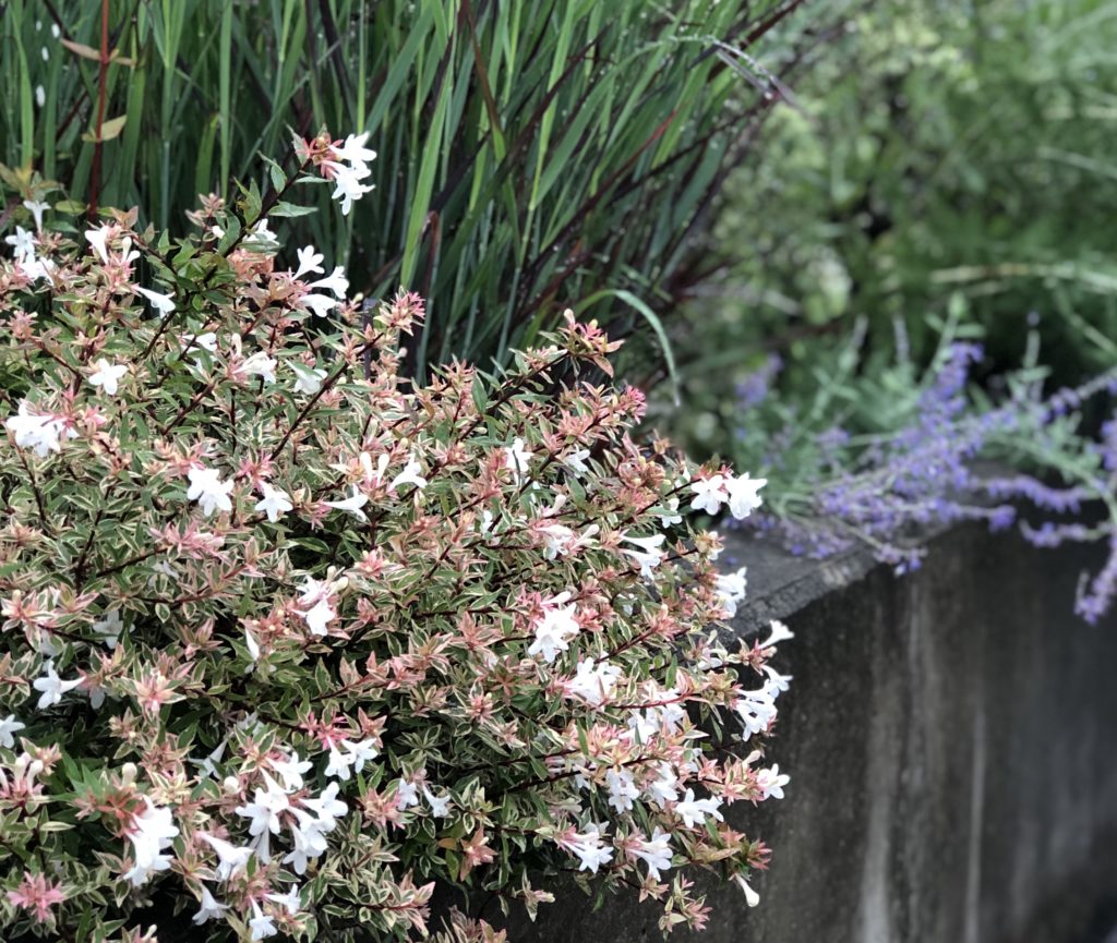 白い花を咲かせるアベリア・コンフェティ