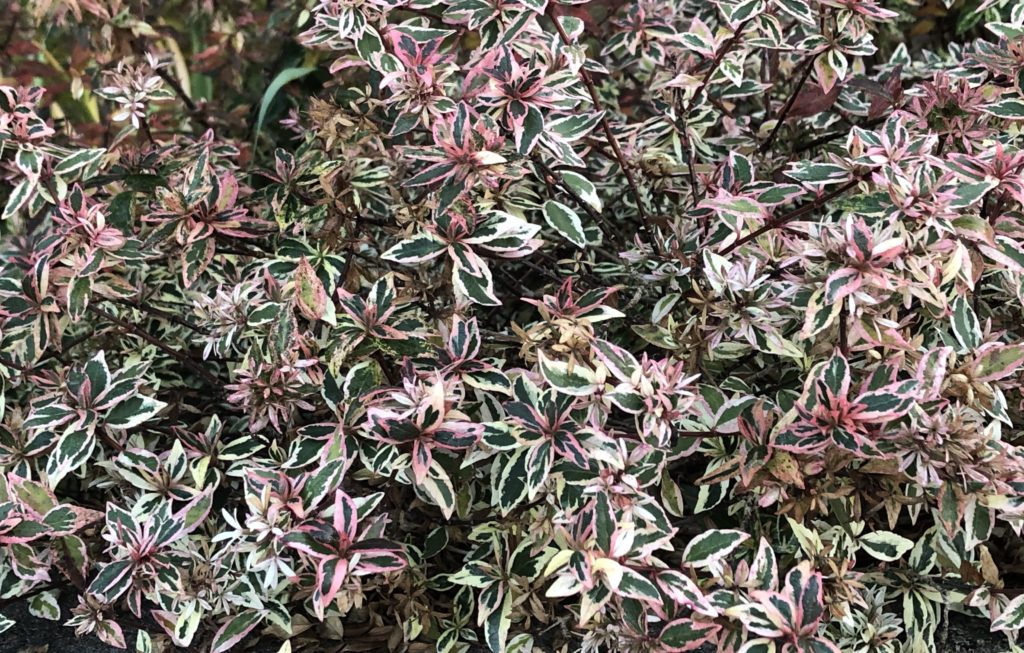 アベリア コンフェティは斑入り葉が美しい 花期が長く丈夫で育てやすい 初心者さんにおすすめ 小さな庭でも叶えられる簡単ガーデニングブログ