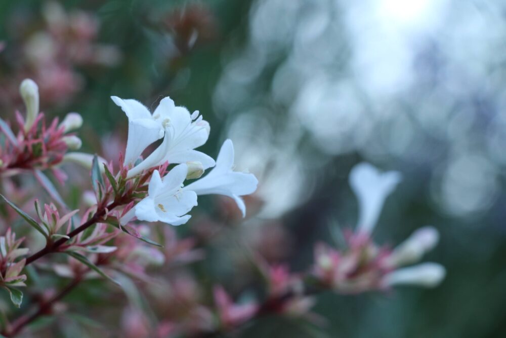アベリアの白い花