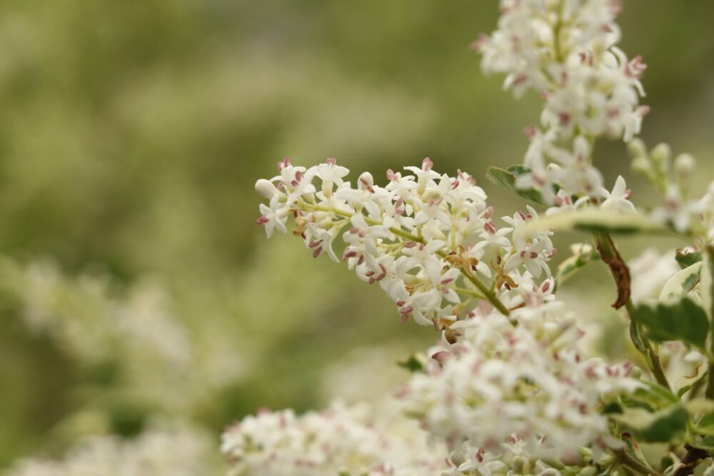 シルバープリペットの白い花