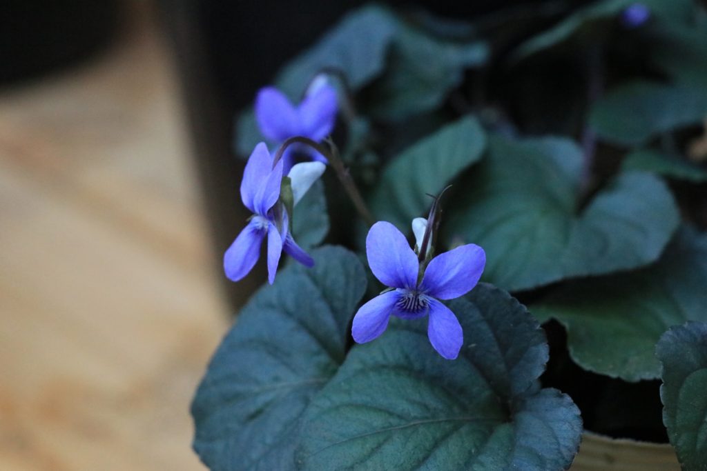 ビオラ ラブラドリカの育て方 シックな葉色と可憐な花が魅力の多年草 ゆるっとガーデニング