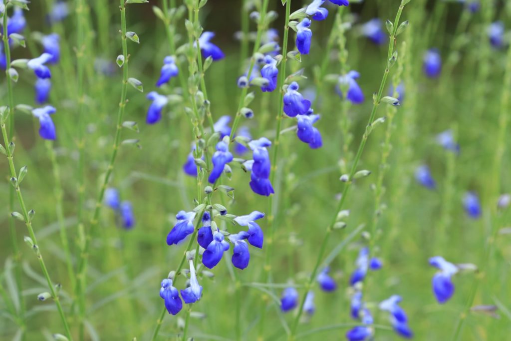 コバルトセージの育て方 草姿良くたくさん花を咲かせるコツは ゆるっとガーデニング