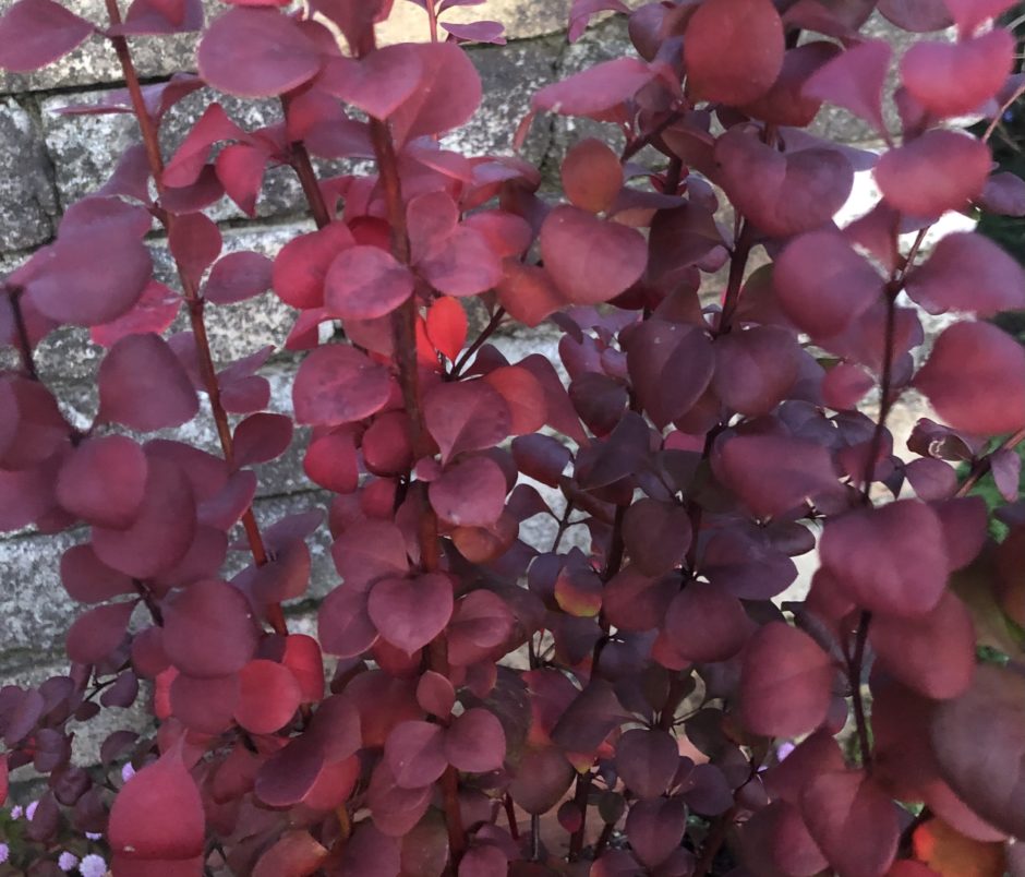 バーベリス‘オレンジロケット’（メギ）の育て方｜葉色が美しい低木