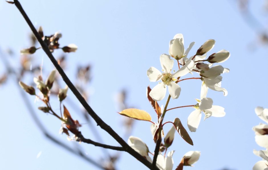 ジューンベリーは花も実も楽しめる人気の落葉樹 シンボルツリーにおすすめ ゆるっとガーデニング