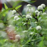 センニチコウの白い花