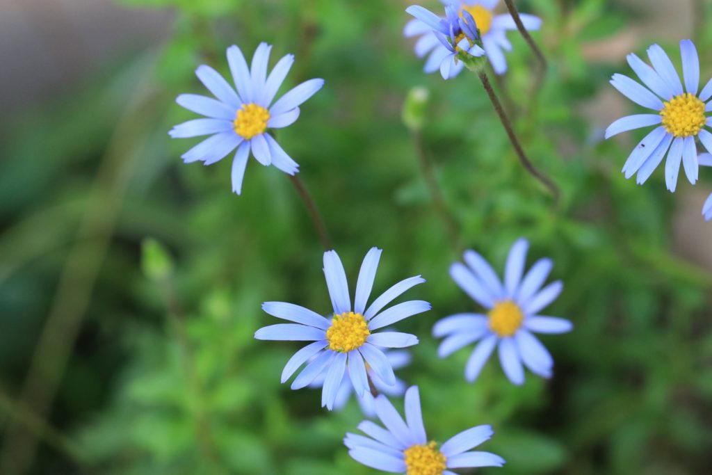 綺麗な水色のブルーデージー・アズールブルーの花