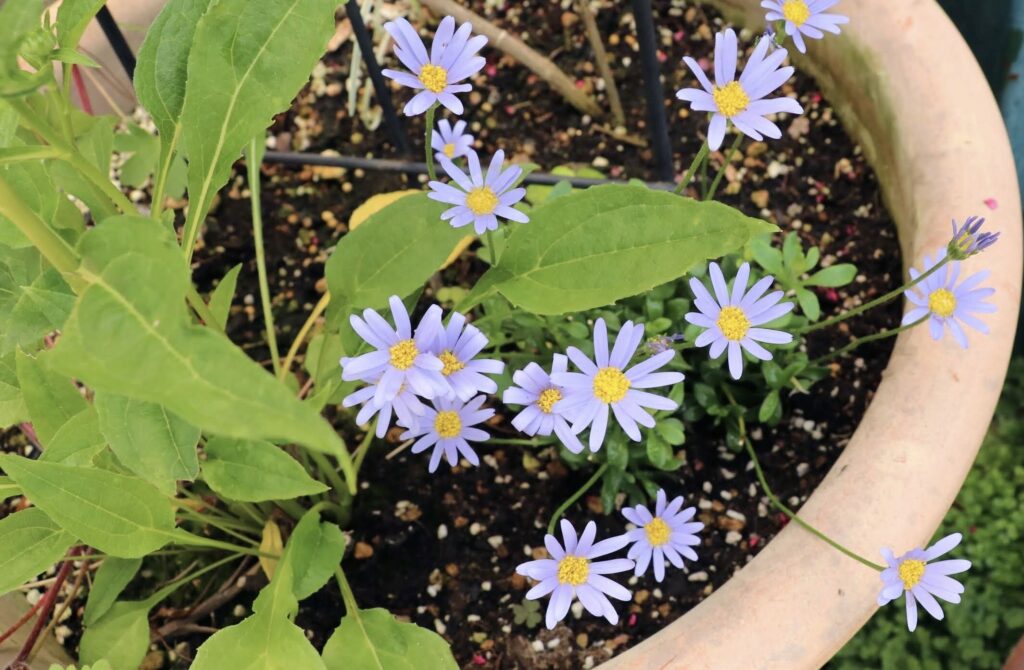 ブルーデージー・アズールブルーの花