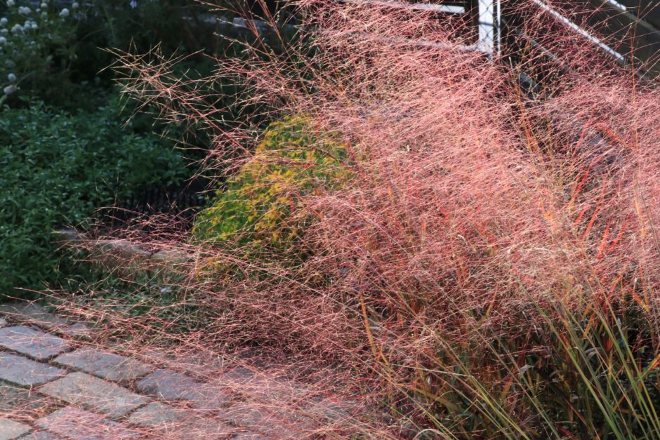 ミューレンべルギア カピラリスは赤紫の穂が美しいグラス植物 特徴や育て方は 初心者さんにおすすめ 小さな庭でも叶えられる簡単ガーデニングブログ