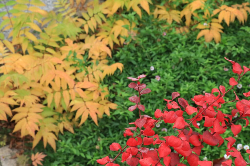 穂咲きナナカマドとバーベリス ・オレンジロケットの紅葉
