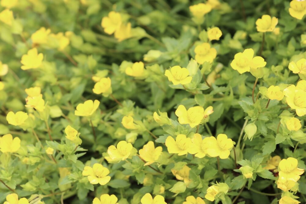 メカルドニアの育て方 花が咲かない原因は 冬越しのコツも ゆるっとガーデニング