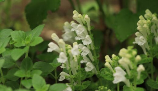 コバノタツナミの育て方｜こぼれ種で増える多年草