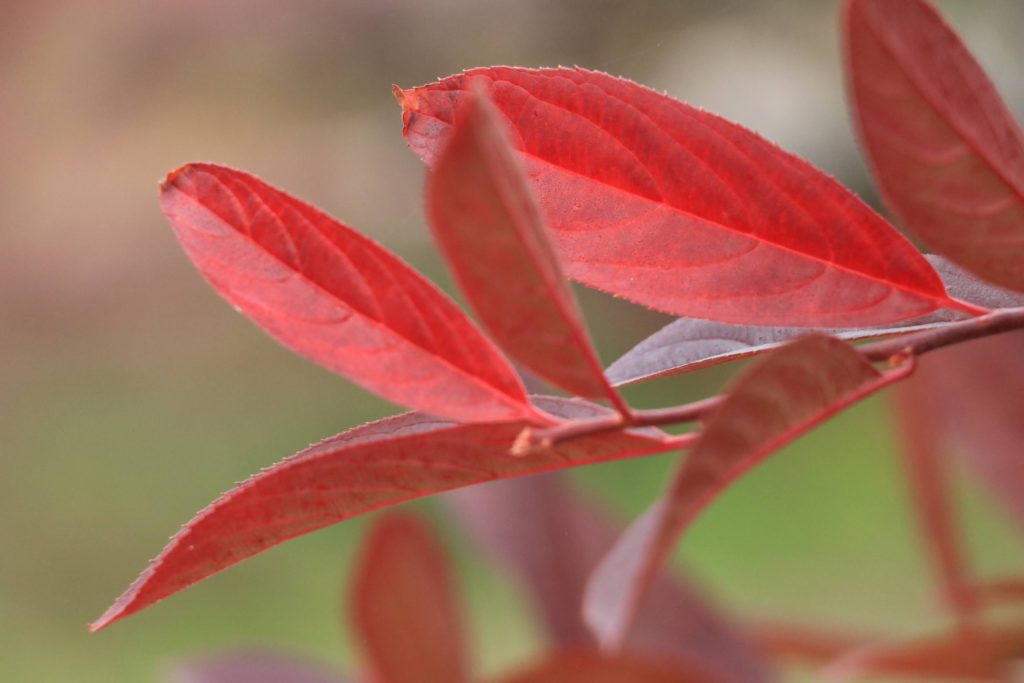 紅葉したコバノズイナの葉