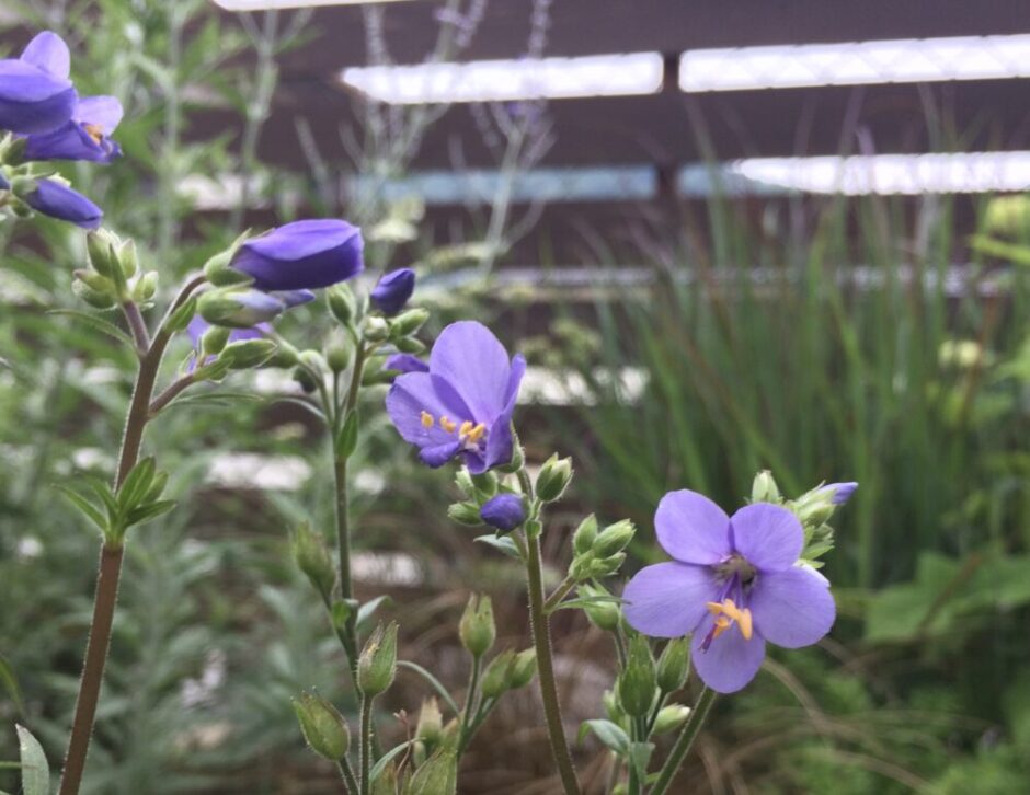 ポレモニウム・パープルレイン