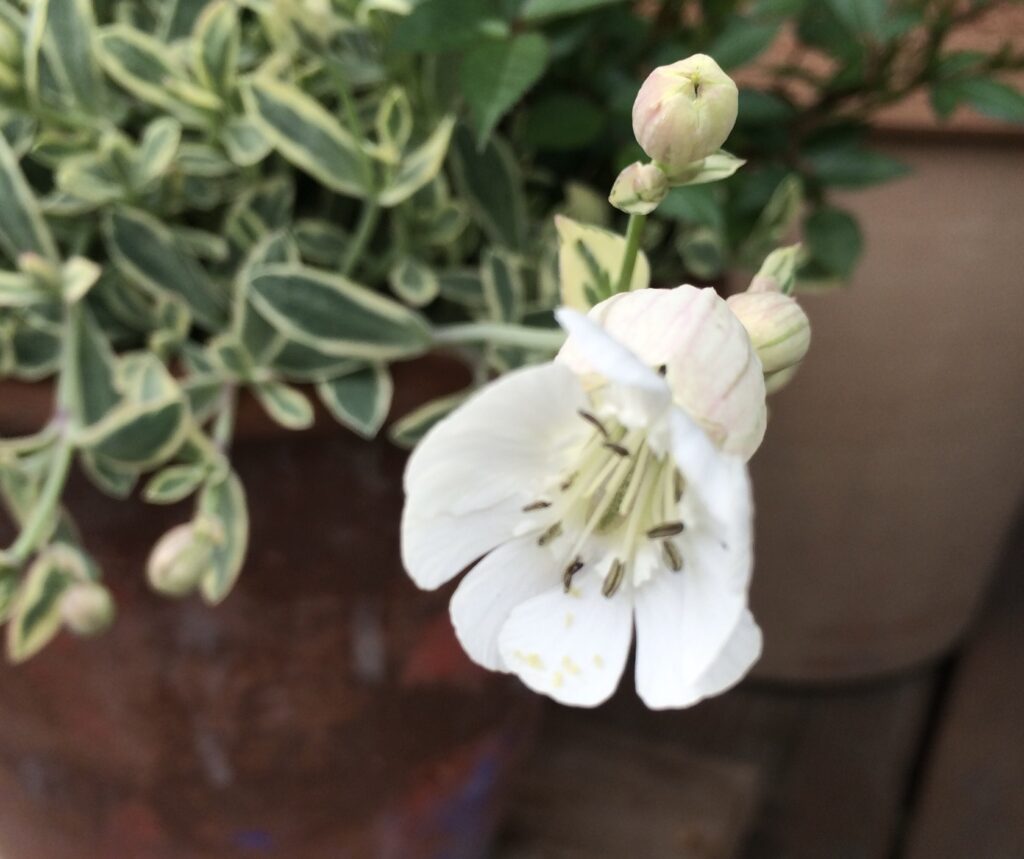シレネユニフフローラの花