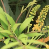 マホニア・コンフューサの花