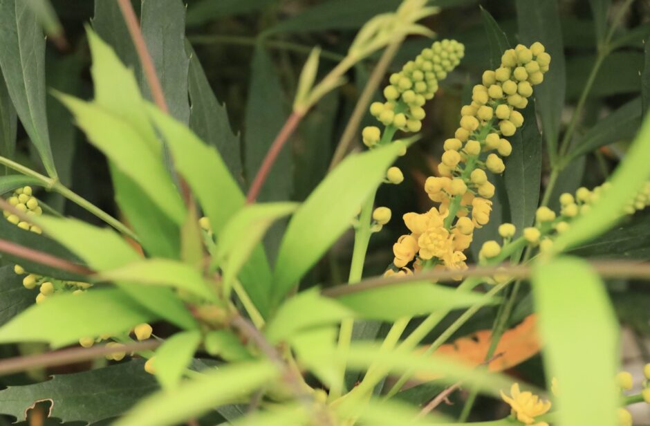 マホニア・コンフューサの花