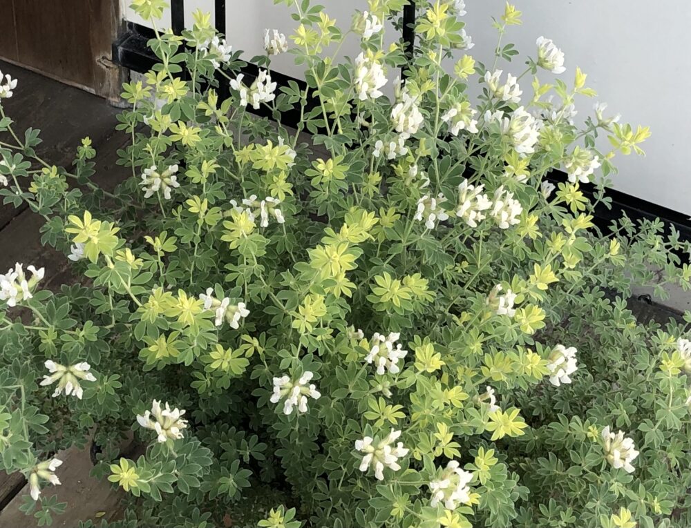 ロータス・ブリムストーンの花