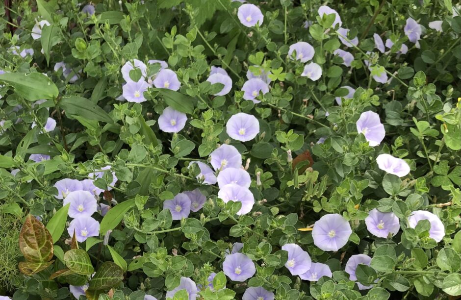 コンボルブルス・ブルーカーペットの花
