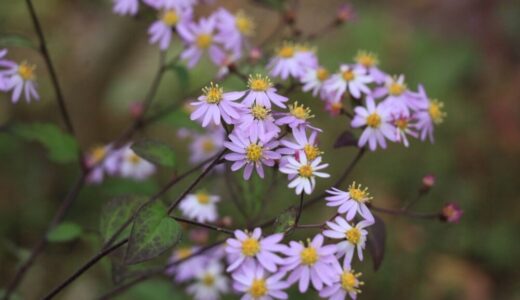 清澄白山菊（キヨスミシラヤマギク）の特徴や育て方