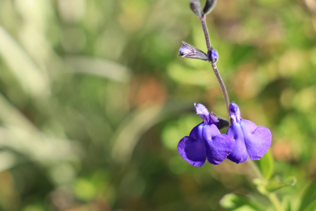 チェリーセージの花　グレッギーブルー