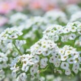 アリッサムの白い花
