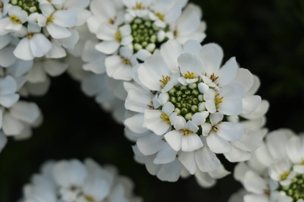 イベリス・ブライダルブーケの花