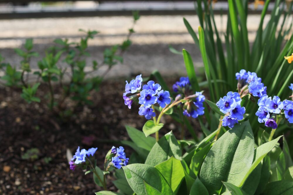 プルモナリアの青い花