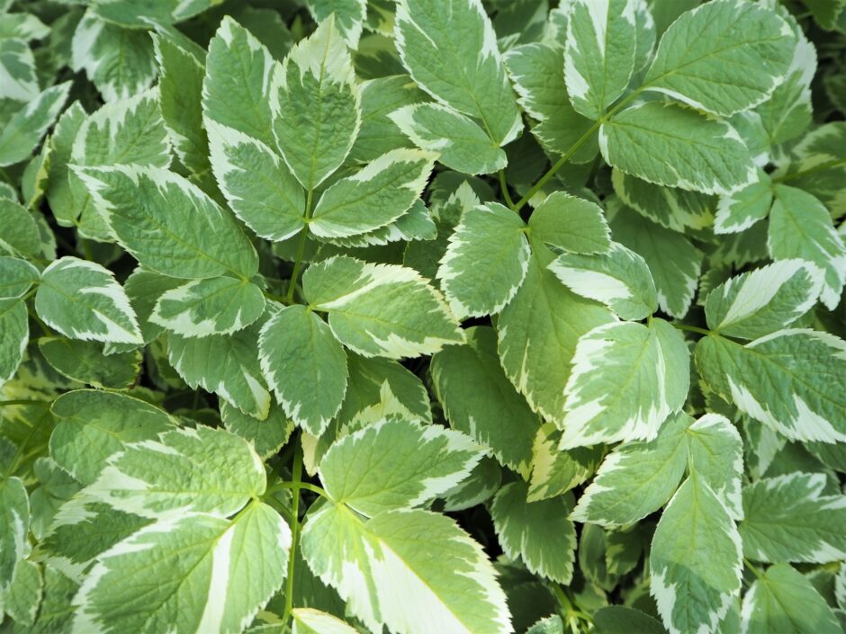 エゴポディウム バリエガータとは 特徴や育て方 半日陰のカラーリーフプランツ 初心者さんにおすすめ 小さな庭でも叶えられる簡単ガーデニングブログ