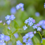 ワスレナグサのブルーの花
