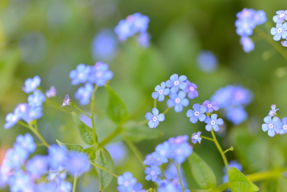 ワスレナグサのブルーの花