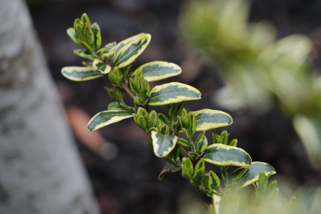 ロニセラ レモンビューティーの育て方 寄せ植え 花壇におすすめの低木 初心者さんにおすすめ 小さな庭でも叶えられる簡単ガーデニングブログ